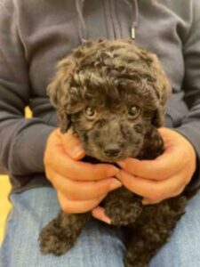 トイプードルシルバーなつき2