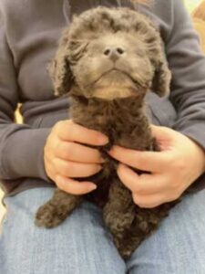 トイプードルシルバーなつき1