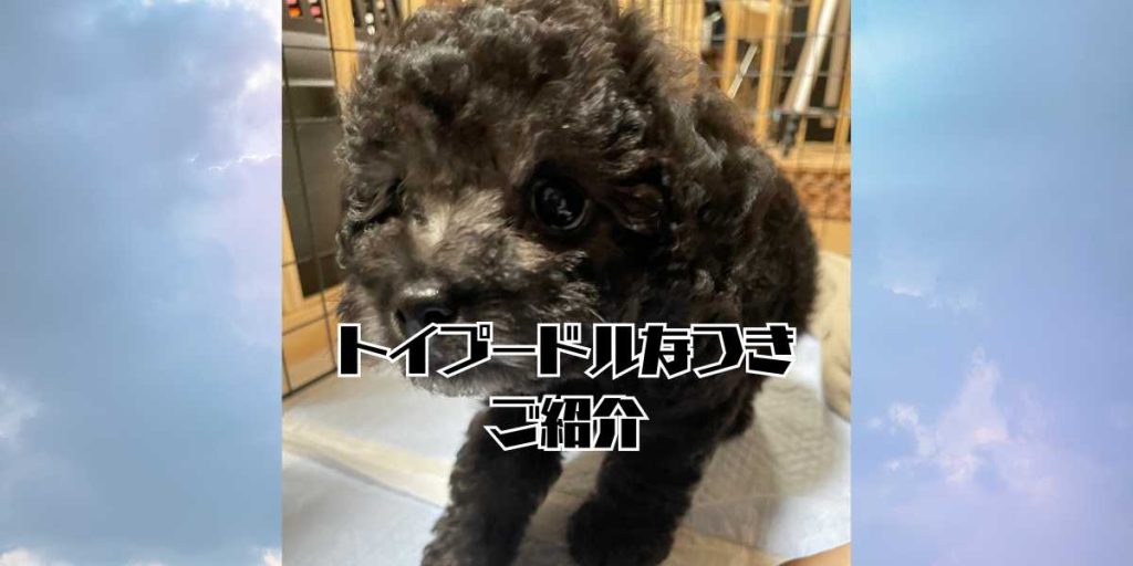 トイプードルシルバーなつきの紹介のアイキャッチ