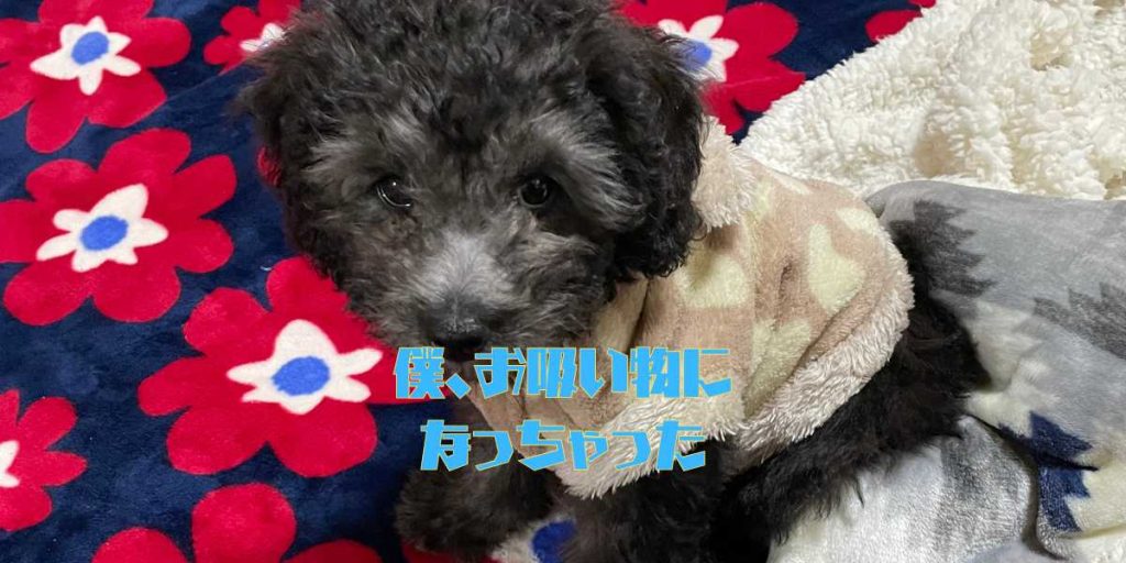 犬吸いのアイキャッチ