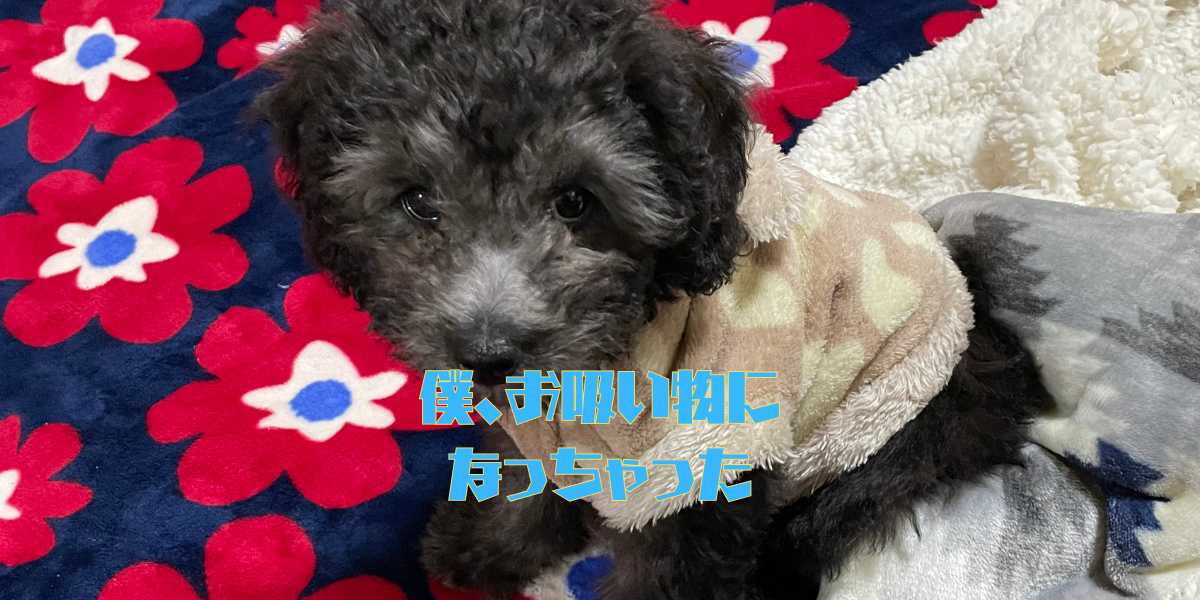 犬吸いのアイキャッチ