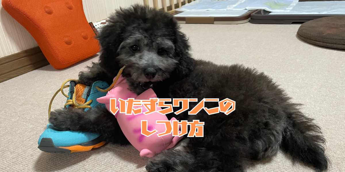 愛犬のしつけ方のアイキャッチ