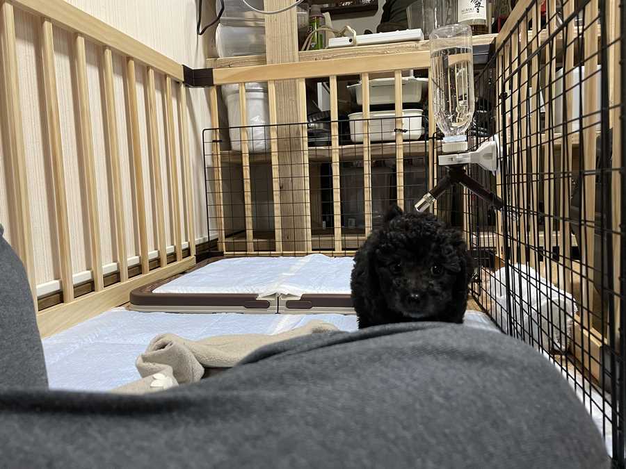 トイプードルシルバーのしつけ方