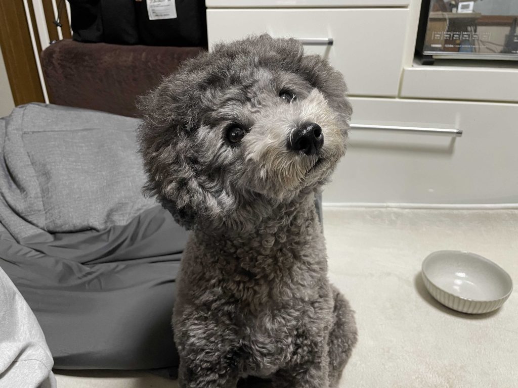 首をかしげるトイプードルシルバー