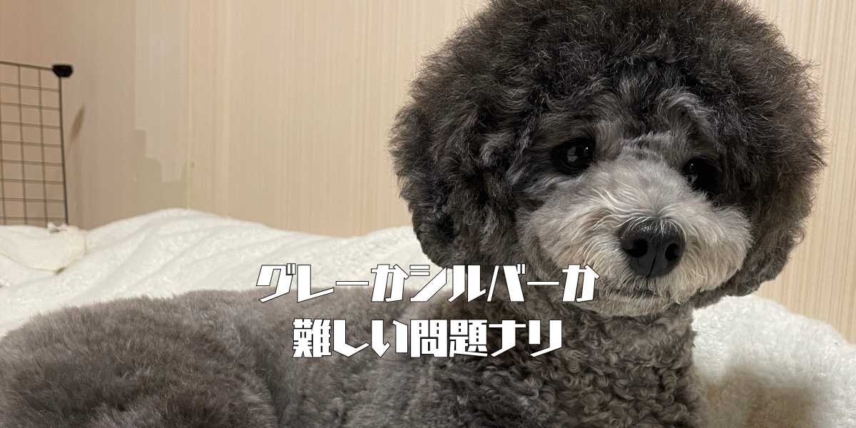 グレーかシルバーのアイキャッチ