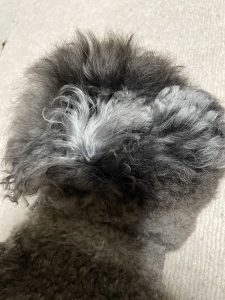 なつき君の毛の色