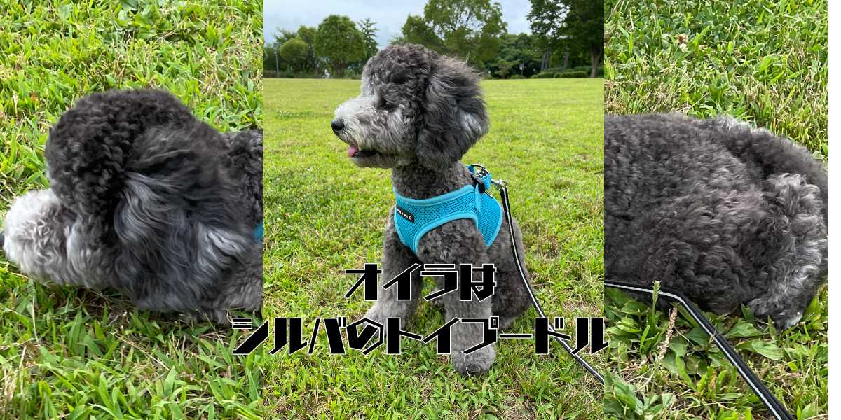 トイプードルシルバーのアイキャッチ