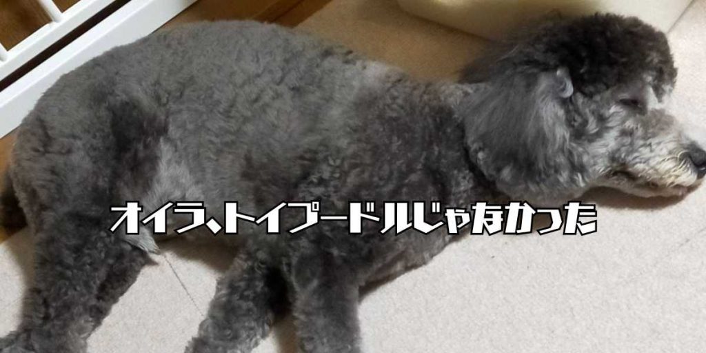 トイプードルじゃなかったアイキャッチ