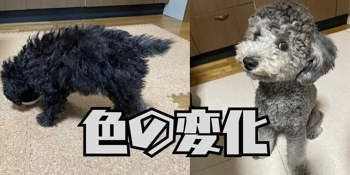トイプードルシルバーの色の変化のアイキャッチ
