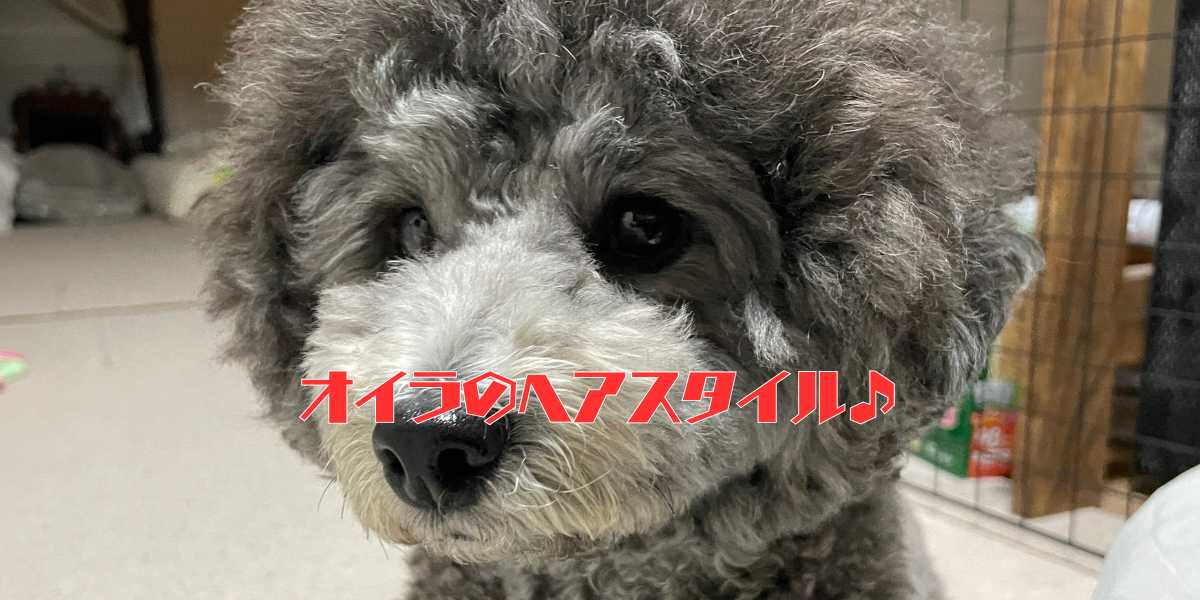 トイプードルシルバーのヘアスタイル