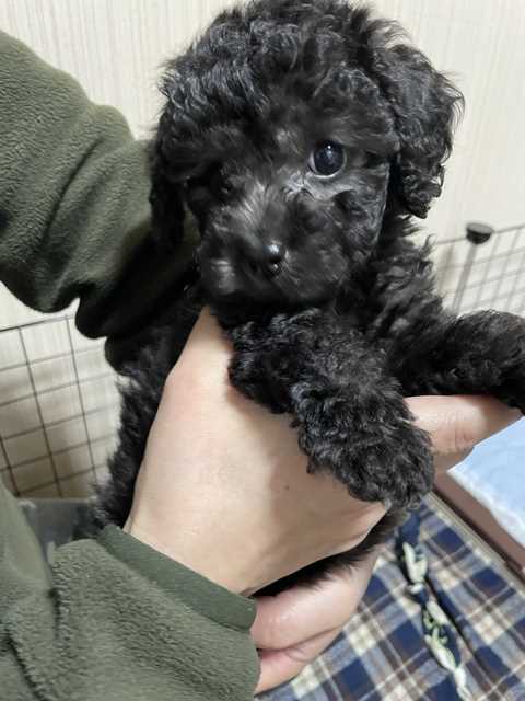 我が家に来たばかりのトイプードルシルバーなつき君