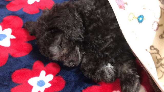 寝ているトイプードルシルバーなつき君