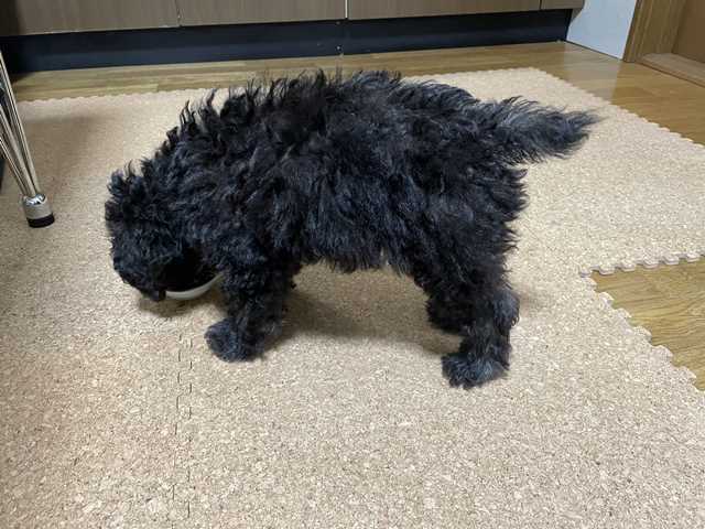 まだ全身黒いトイプードルシルバーなつき君