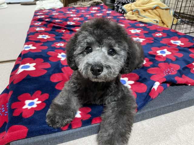 ダッフィーに似ているトイプードルシルバーなつき君