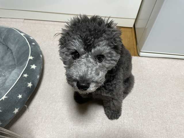 ブサイクなトイプードルシルバーなつき君