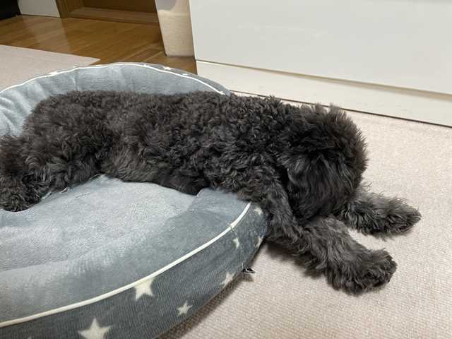 雑巾のようなトイプードルシルバーなつき君