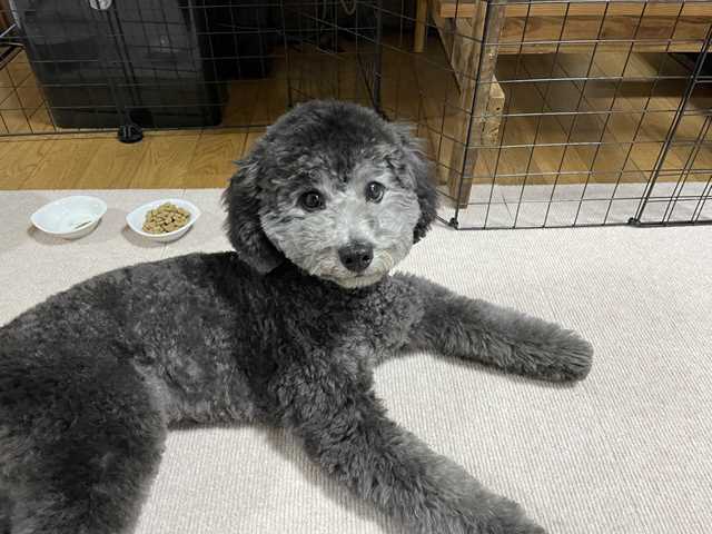 凛々しくなったトイプードルシルバーなつき君