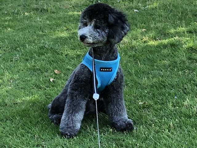 足がきりたんぽのトイプードルシルバーなつき君