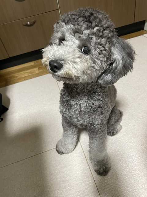 色がシルバーになったトイプードルシルバーなつき君