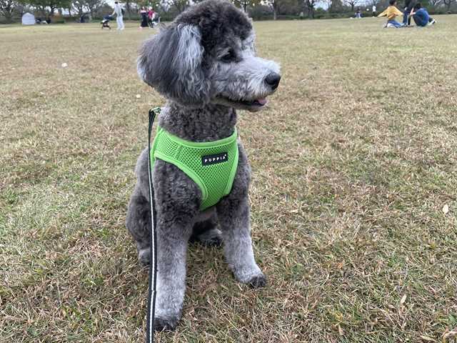 公園で撮影したトイプードルシルバーなつき君