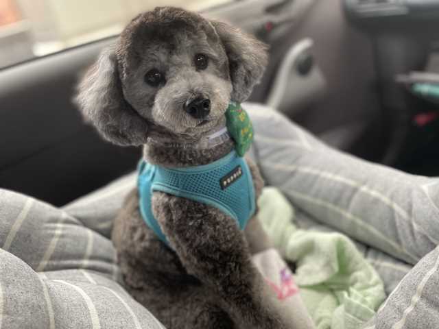 トリミング後のトイプードルシルバーなつき君