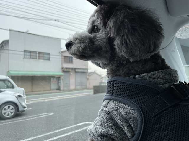 車の外を見つめるトイプードルシルバーなつき君