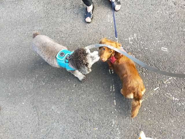 お友達と戯れるトイプードルシルバーなつき君