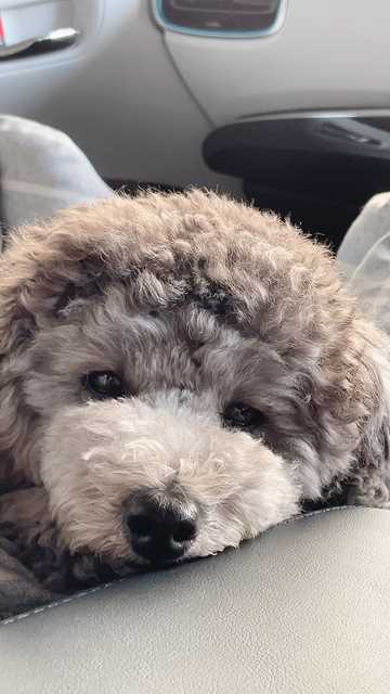 アフロカットへ移行中のトイプードルシルバーなつき君