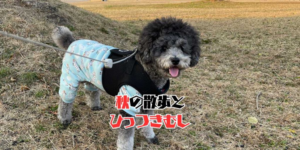 ひっつきむしのアイキャッチ