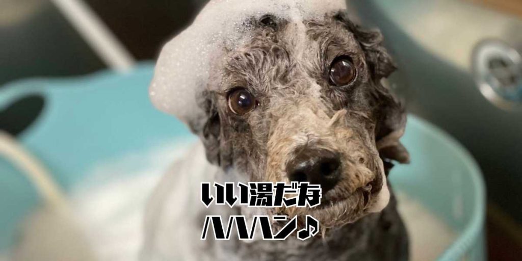 トイプードルのトリミングのアイキャッチ