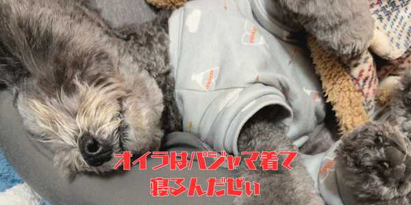 犬服のアイキャッチ