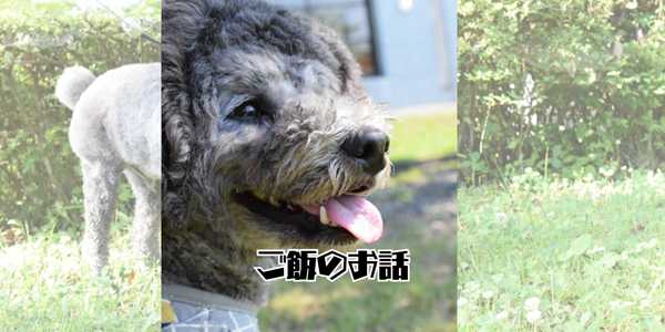 最適なドッグフードのアイキャッチ