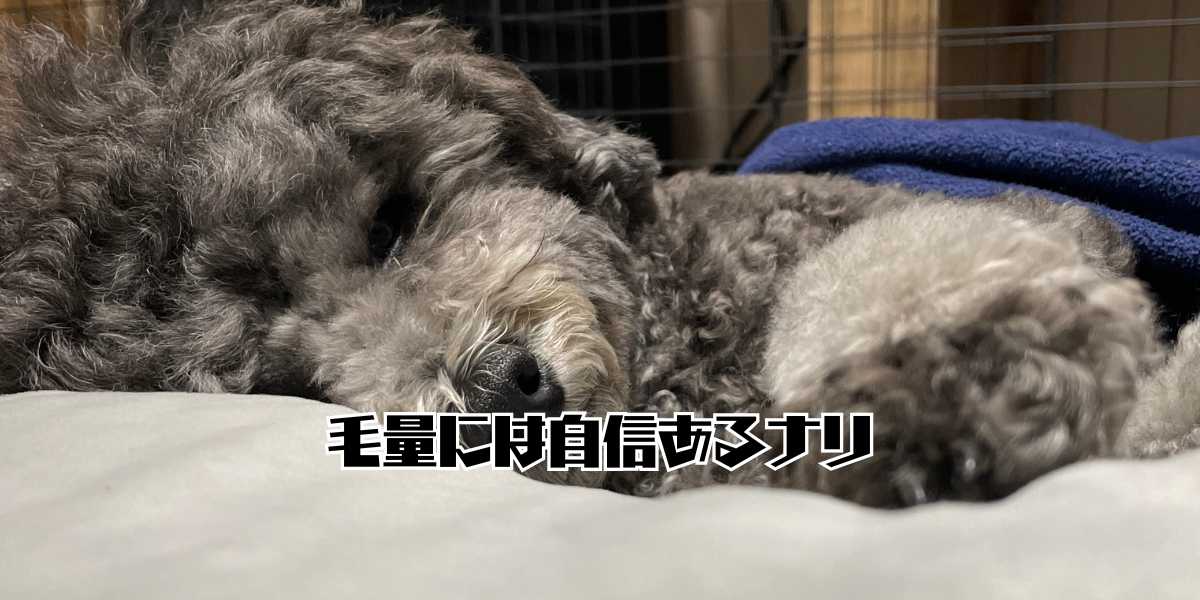 トイプードルは毛が抜けにくアイキャッチ
