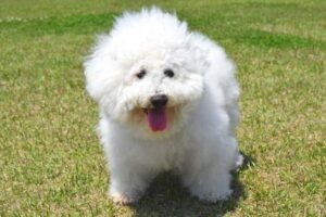 ビションフリーゼ