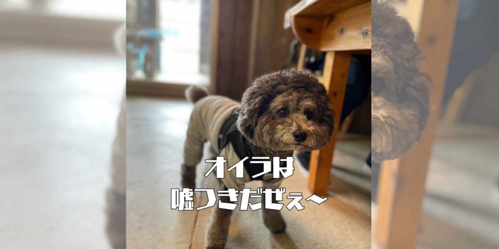 嘘つきのアイキャッチ