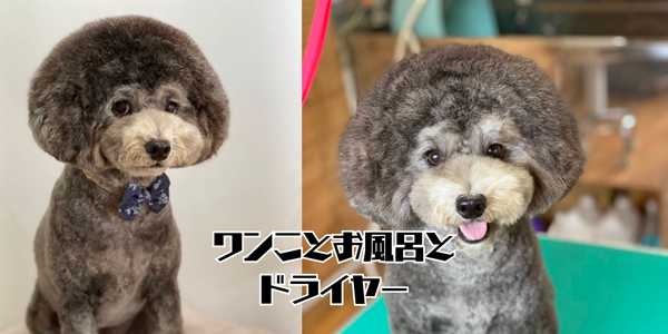 ドライヤーハウスのアイキャッチ