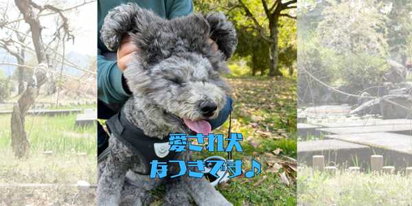 愛され犬のアイキャッチ