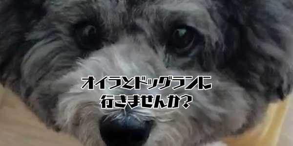 ドッグランのアイキャッチ