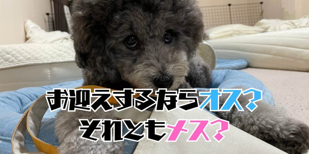 オスメスのアイキャッチ