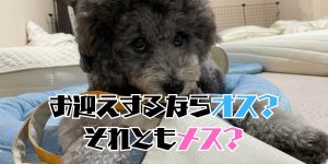 オスメスのアイキャッチ