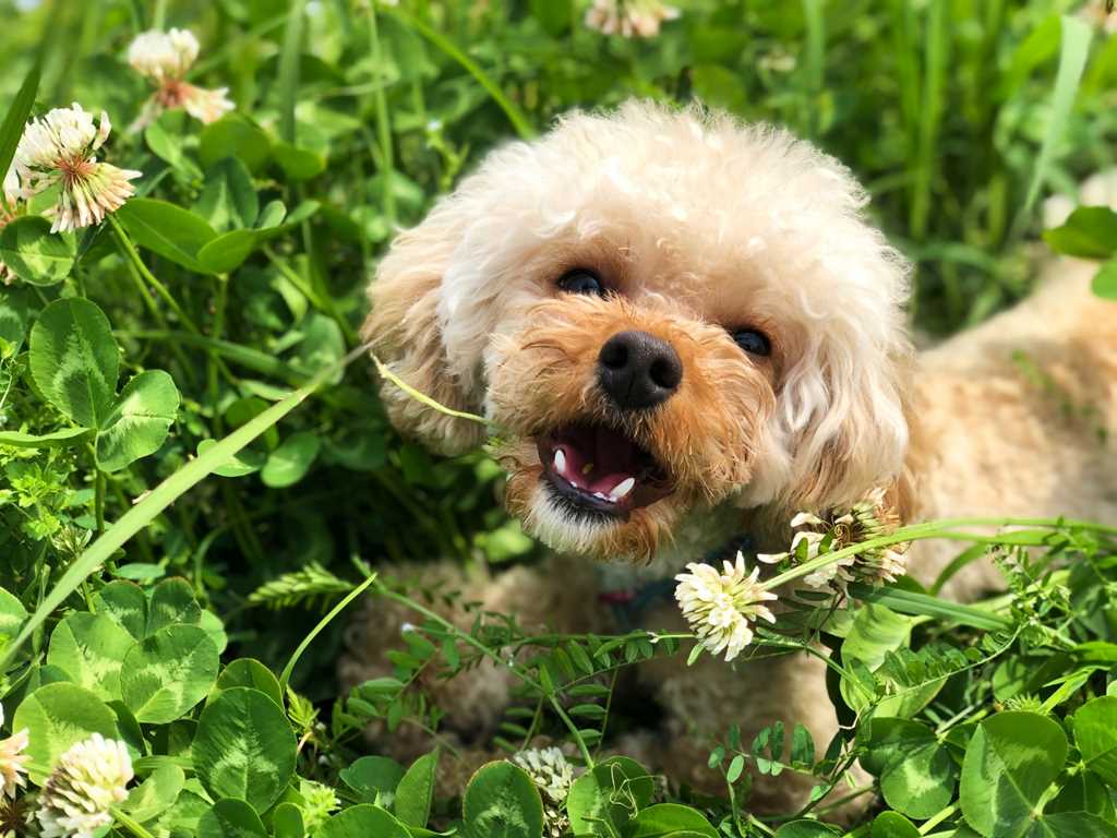 メスのトイプードル