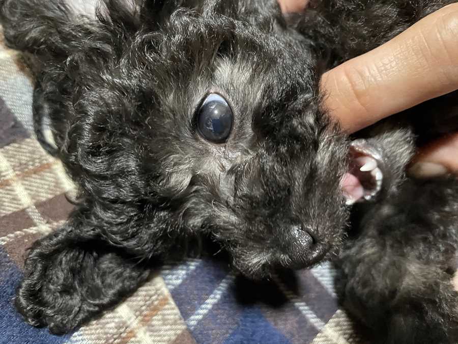 瞳が青いトイプードルなつき君