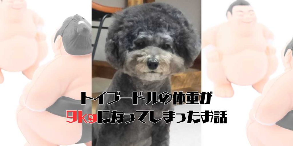 9kgになったトイプードルのアイキャッチ
