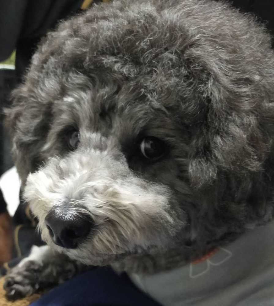 9kgのトイプードル