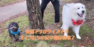 足の指のアイキャッチ
