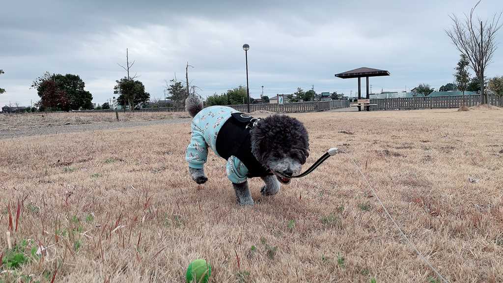 公園で遊ぶトイプードルなつき