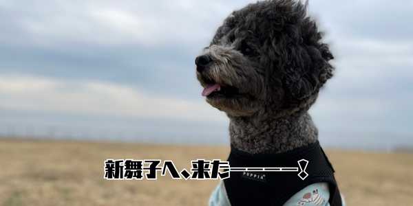 新舞子のアイキャッチ