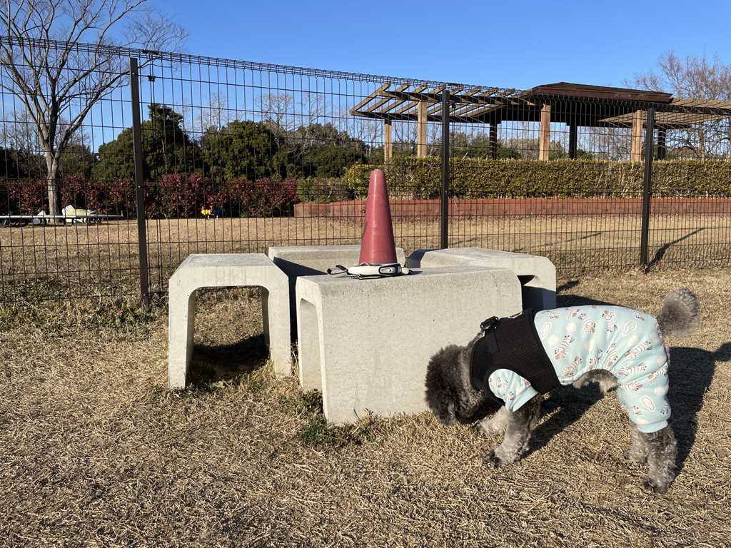 ドッグランの中