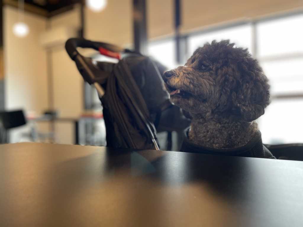 愛犬と一緒に入れるお店