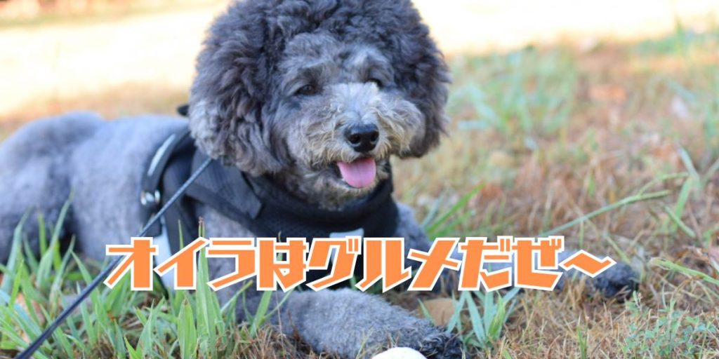 トイプードルがグルメなアイキャッチ